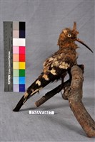 藏品(戴勝)的圖片